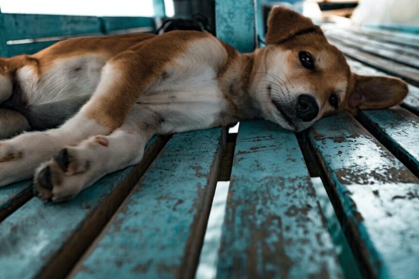 Expert Insights: Veterinarians Discuss Rapid Breathing in Dogs