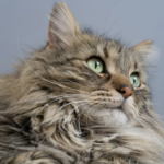 Maine Coon Cat