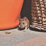 The Ultimate Guide to Pest Control: Everything You Need to Know