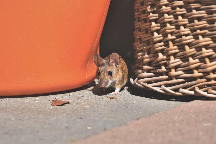The Ultimate Guide to Pest Control: Everything You Need to Know