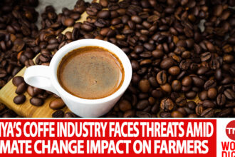KENYA’S COFFE INDUSTRY FACES THREATS AMID CLIMATE CHANGE IMPACT ON FARMERS