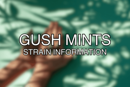 Gush Mints Strain