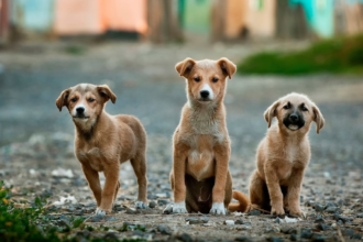 Dog Behavior and Health