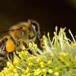 Top 4 Tips for Preventing Bee Infestations to Your Property