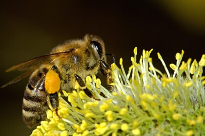 Top 4 Tips for Preventing Bee Infestations to Your Property