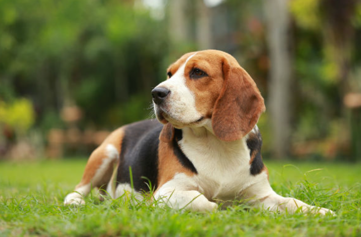 UC-II for Dogs: The Science Behind Joint Health and Mobility