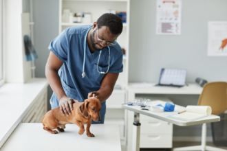 Finding The Best Veterinary Services in Lexington KY: A Quick Guide