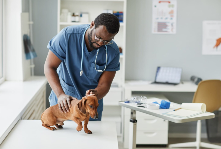 Finding The Best Veterinary Services in Lexington KY: A Quick Guide