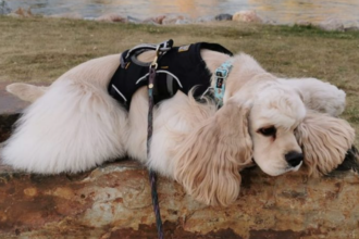 How to Tell If Your Furry Companion Is in Pain (And What to Do About It)