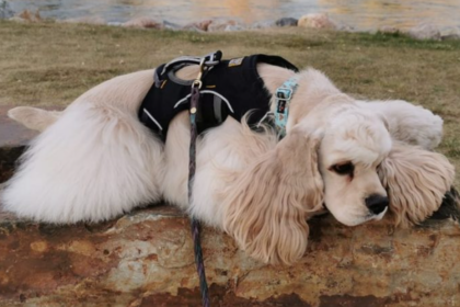 How to Tell If Your Furry Companion Is in Pain (And What to Do About It)