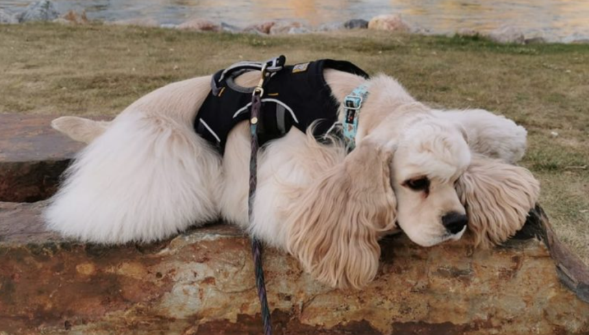 How to Tell If Your Furry Companion Is in Pain (And What to Do About It)