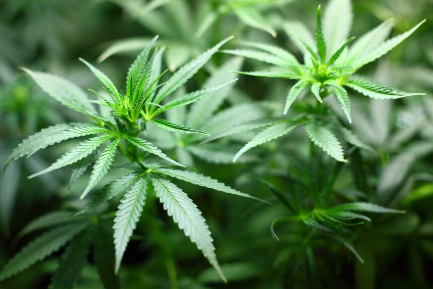 Big Savings Ahead: How to Take Advantage of Cannabis Deals