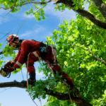 Stop Overtrimming Your Trees and Ask an Arborist in Seattle Instead
