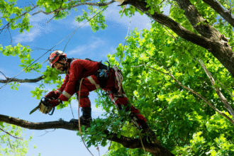 Stop Overtrimming Your Trees and Ask an Arborist in Seattle Instead