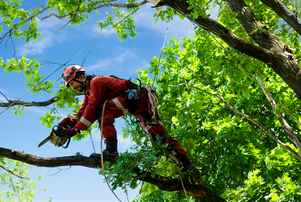 Stop Overtrimming Your Trees and Ask an Arborist in Seattle Instead