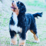 How to Care for Your Micro Mini Bernedoodle Puppy