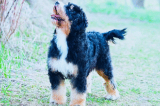 How to Care for Your Micro Mini Bernedoodle Puppy