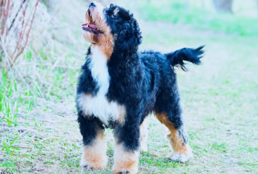 How to Care for Your Micro Mini Bernedoodle Puppy