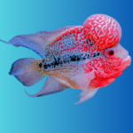 Flowerhorn Fish as Pets: A Guide to Their Unique Personalities and Care Needs