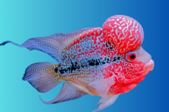 Flowerhorn Fish as Pets: A Guide to Their Unique Personalities and Care Needs