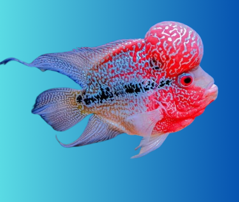 Flowerhorn Fish as Pets: A Guide to Their Unique Personalities and Care Needs