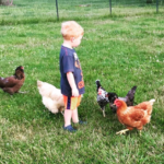 Kid-Friendly Chicken Breeds: Gentle Options for Family Farms