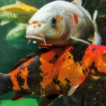 Exploring the World of Premium Koi Fish: A Collector's Guide