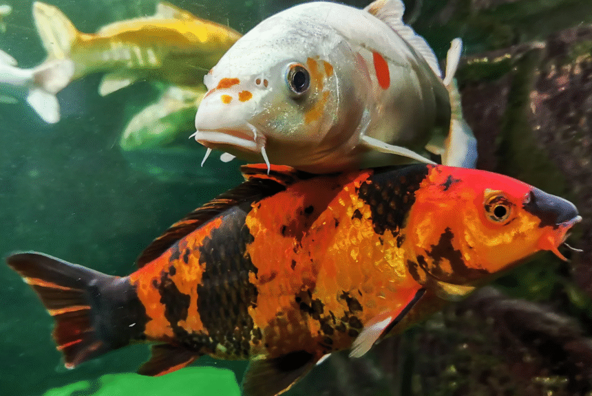 Exploring the World of Premium Koi Fish: A Collector's Guide