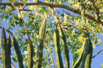 Moringa Australia: Discover the Natural Health Benefits of Moringa Oleifera