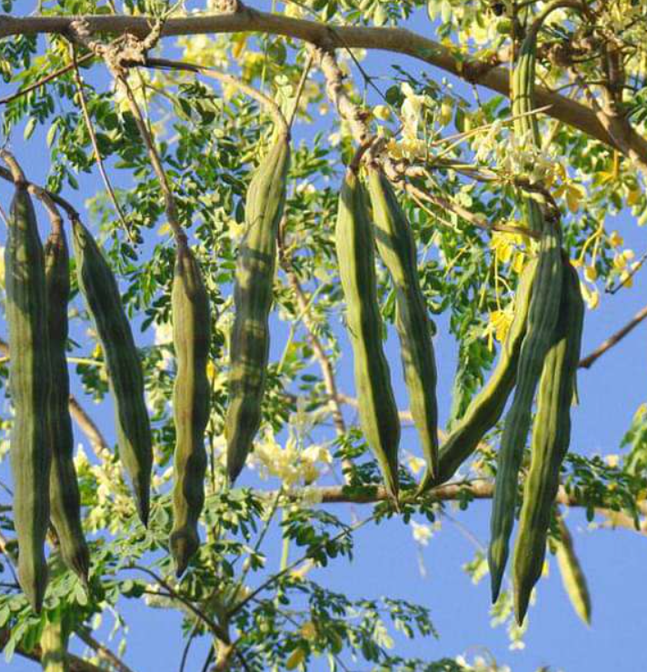 Moringa Australia: Discover the Natural Health Benefits of Moringa Oleifera