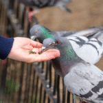 How Can Understanding Pigeon Behavior Lead to Better Control and Management?