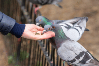 How Can Understanding Pigeon Behavior Lead to Better Control and Management?