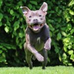 Can You Sue if a Dog Knocked You Down Without Biting You?