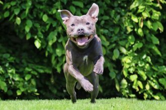 Can You Sue if a Dog Knocked You Down Without Biting You?