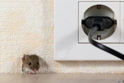 Rat Exterminator to Protect Electrical Grid from Rodent Damage and Power Outages