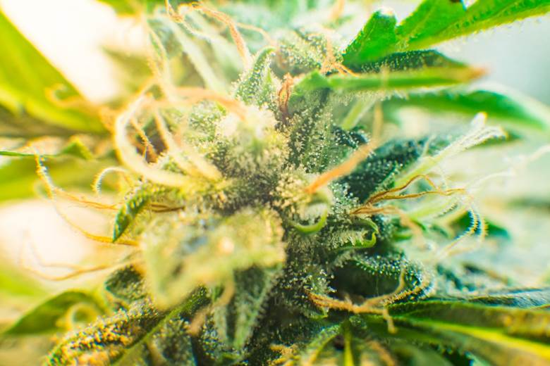 Discover Premium THCa Flower for a High-Quality Experience