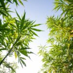 Discover Premium THCa Flower for a High-Quality Experience