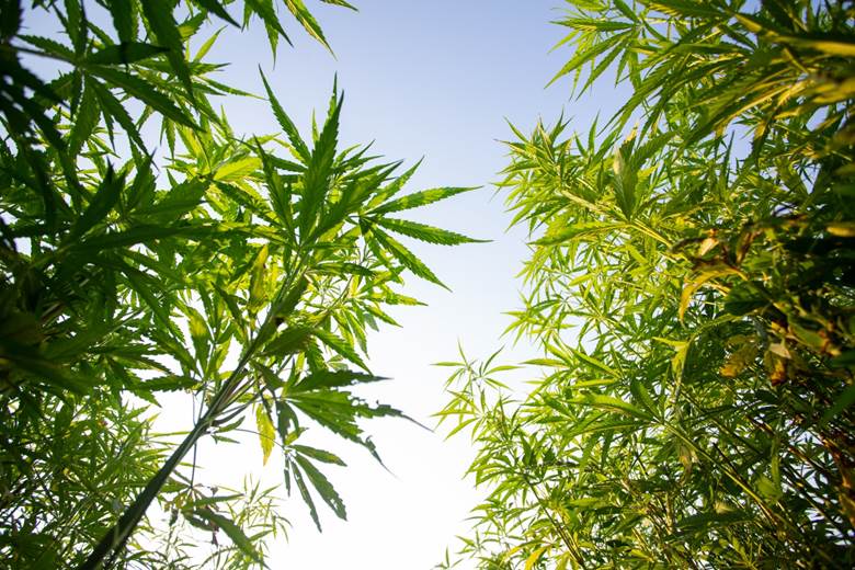 Discover Premium THCa Flower for a High-Quality Experience