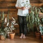 Top Trends in Indoor Plant Decor for Modern Homes