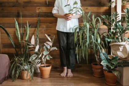 Top Trends in Indoor Plant Decor for Modern Homes