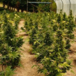 Sweet and Strong: Autoflower Strains with the Best Flavor and Effects