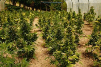 Sweet and Strong: Autoflower Strains with the Best Flavor and Effects