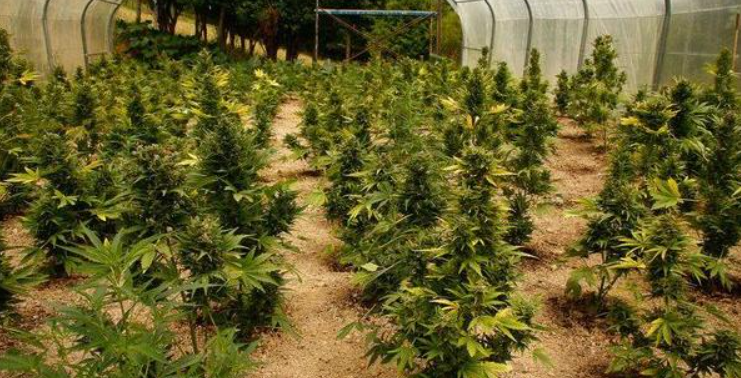 Sweet and Strong: Autoflower Strains with the Best Flavor and Effects