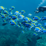 The Role of Commercial Diving and ROV Inspections
