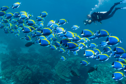 The Role of Commercial Diving and ROV Inspections