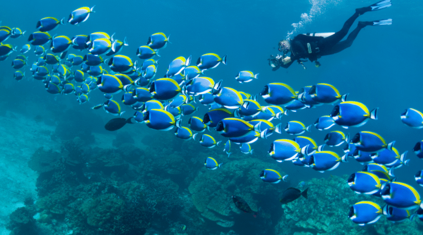The Role of Commercial Diving and ROV Inspections