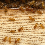 Stay Ahead of Termites: Proactive Methods for Long-Term Home Protection