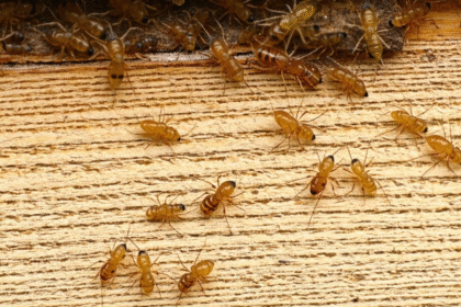 Stay Ahead of Termites: Proactive Methods for Long-Term Home Protection