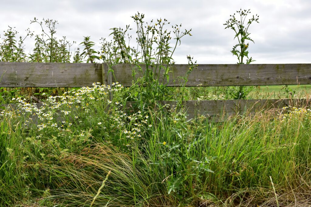 What Every Homeowner Should Know About Managing Garden Overgrowth