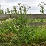 What Every Homeowner Should Know About Managing Garden Overgrowth